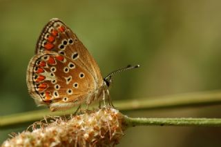 okgzl Esmer (Aricia agestis)