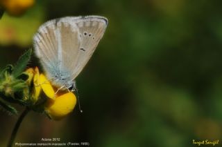 Mara Mavisi (Polyommatus maraschi)