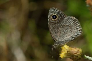 Karagz (Ypthima asterope)