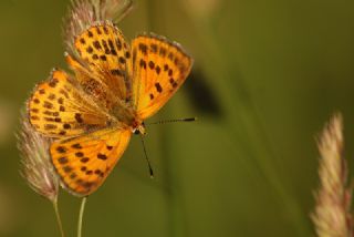 Orman Bakr Gzeli (Lycaena virgaureae)