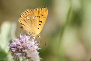 Orman Bakr Gzeli (Lycaena virgaureae)