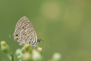 Mavi Zebra (Leptotes pirithous)