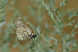 Al Beyaz (Aporia crataegi)