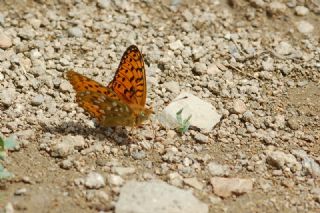 Gzel nci (Argynnis aglaja)