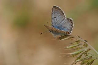 okgzl Balkan Mavisi (Aricia anteros )