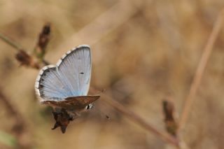 okgzl Balkan Mavisi (Aricia anteros )