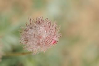 Anadolu Karagz Mavisi (Glaucopsyche astraea)