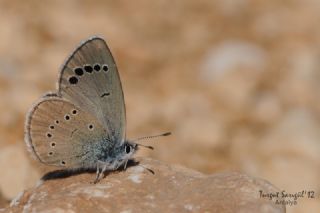 Anadolu Karagz Mavisi (Glaucopsyche astraea)