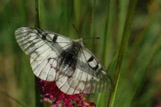 Dumanl Apollo (Parnassius mnemosyne)