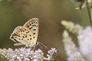 sli Bakr Gzeli (Lycaena tityrus)