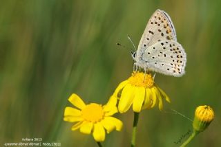 sli Bakr Gzeli (Lycaena tityrus)