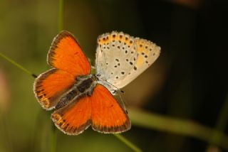 Ate Bakr Gzeli (Lycaena candens)