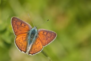 Byk Mor Bakr Gzeli (Lycaena alciphron)