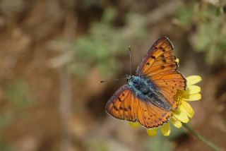Byk Mor Bakr Gzeli (Lycaena alciphron)