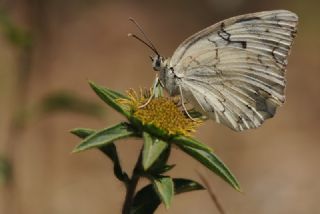 Akdeniz Melikesi (Melanargia titea)