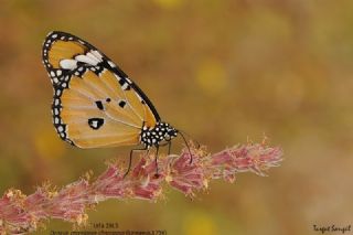 Sultan (Danaus chrysippus)