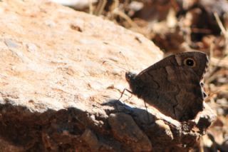 Anadolu Karamelei (Hipparchia fatua)