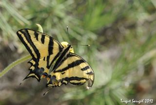 Kaplan Krlangkuyruk (Papilio alexanor)