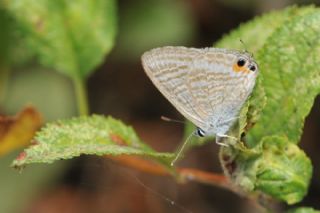 Lampides (Lampides boeticus)