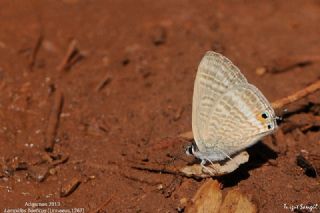 Lampides (Lampides boeticus)