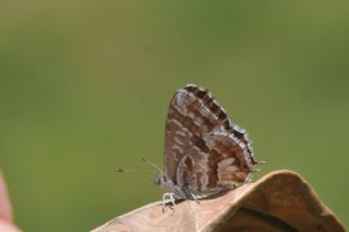 Sardunya Zebras, Geranyum Bronzu (Cacyreus marshalli)