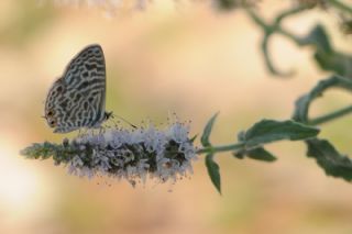 Mavi Zebra (Leptotes pirithous)