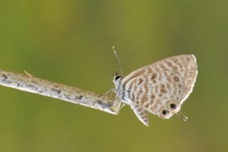 Mavi Zebra (Leptotes pirithous)