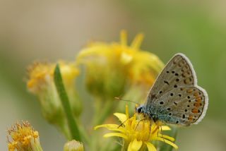 okgzl Mavi (Polyommatus icarus)