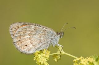 Harem Gzelesmeri (Erebia ottomana)