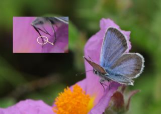 Gm Lekeli Esmergz (Plebejus argus)