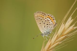 Gm Lekeli Esmergz (Plebejus argus)