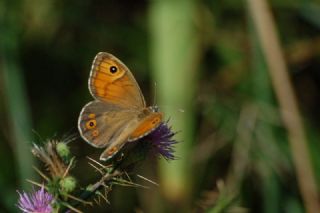 Esmerboncuk (Lasiommata maera)