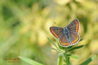 okgzl Esmer (Aricia agestis)