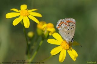 okgzl Esmer (Aricia agestis)