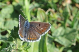 okgzl Esmer (Aricia agestis)