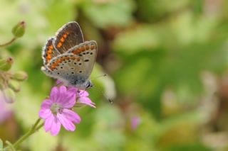 okgzl Esmer (Aricia agestis)