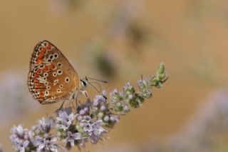 okgzl Esmer (Aricia agestis)