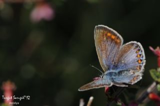 okgzl Mavi (Polyommatus icarus)