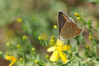 okgzl Mavi (Polyommatus icarus)