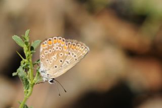 okgzl Mavi (Polyommatus icarus)