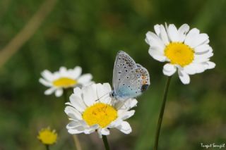 okgzl Mavi (Polyommatus icarus)