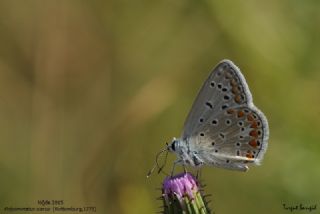 okgzl Mavi (Polyommatus icarus)