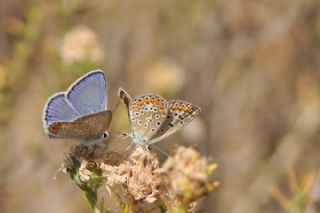 okgzl Mavi (Polyommatus icarus)