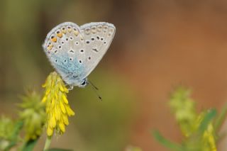 okgzl Mavi (Polyommatus icarus)