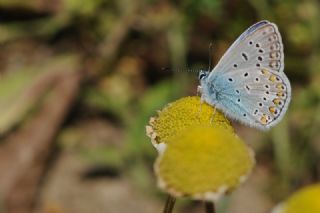 okgzl Mavi (Polyommatus icarus)