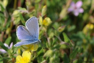 okgzl Mavi (Polyommatus icarus)