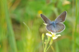 okgzl Mavi (Polyommatus icarus)