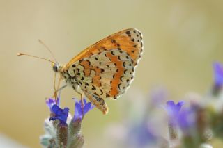 Gzel parhan (Melitaea trivia)