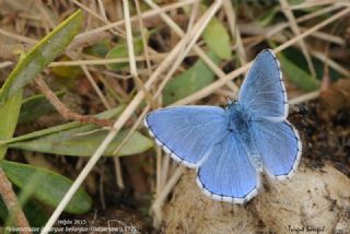 okgzl Gk Mavisi (Polyommatus bellargus)