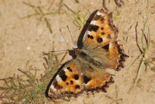 Karaaa Nimfalisi (Inachis polychloros)